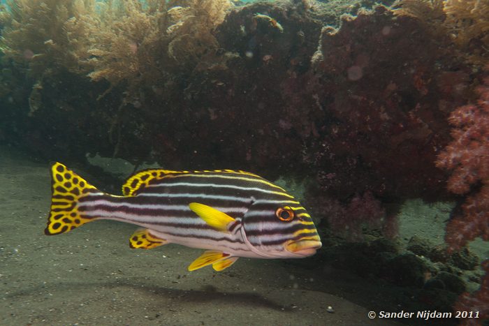 Oriental Sweetlips (Plectorhinchus vittatus) Tulamben Wreck, Bali