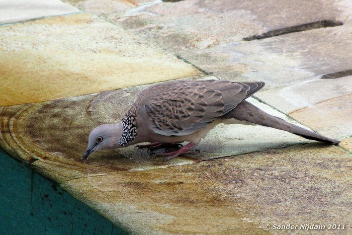 Spotted Dove (Streptopelia chinensis) Sanur, Bali