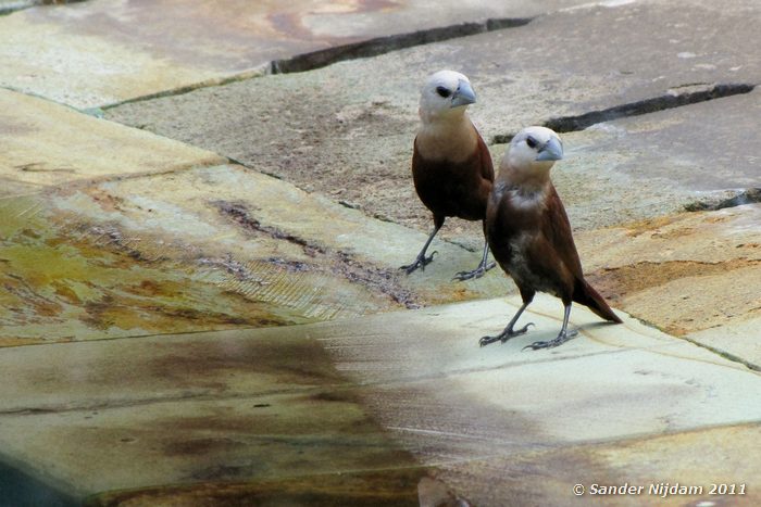 White-headed Munias (Lonchura maja) Sanur, Bali