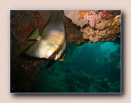 [Click to enlarge image]