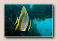 [Click to enlarge image]