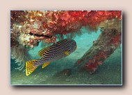 [Click to enlarge image]