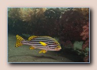 [Click to enlarge image]