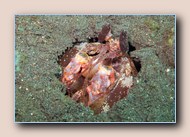 [Click to enlarge image]