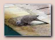 [Click to enlarge image]