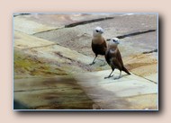 [Click to enlarge image]