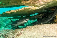 Whitetip reef sharks