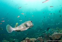 Spot-fin porcupinefish