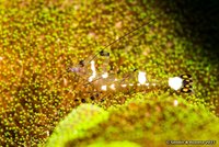 Anemone shrimp