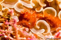 Orangutan crab