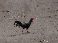 Green junglefowl