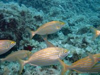 Salema