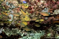 Spotnape cardinalfish