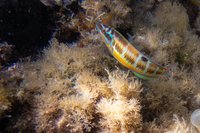 Ornate wrasse