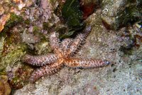 Spiny starfish