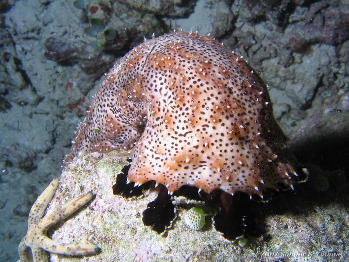 Gestreepte zeekomkommer, Pearsonathuria graeffei, Vilamendhoo huisrif zuid, Ari atol