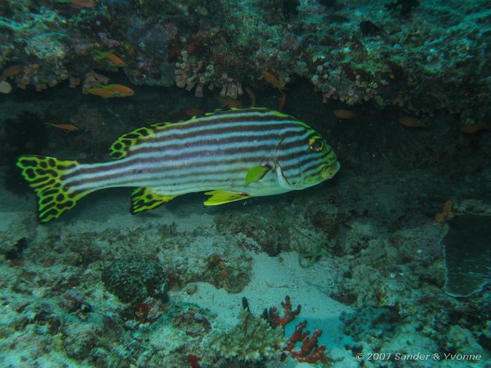 Oosterse diklipvis, Plectorhinchus vittatus, Vilamendhoo thila, Ari atol