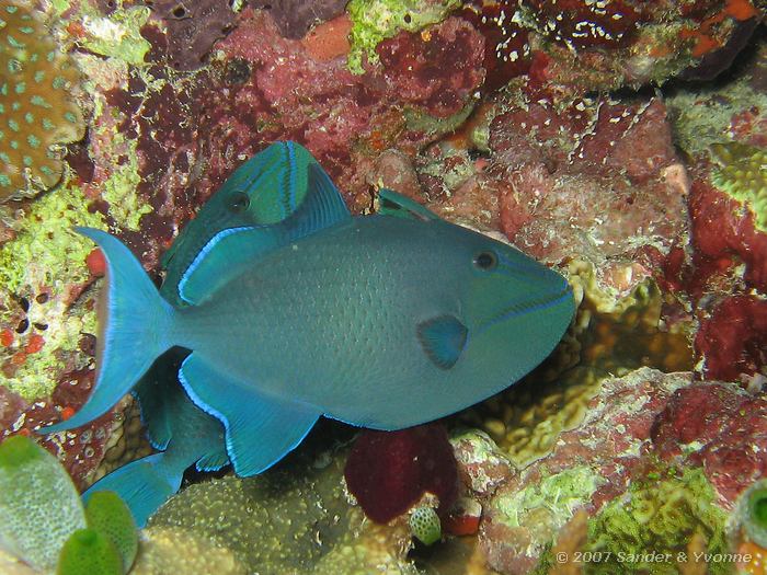 Roodtand trekkervissen, Odonus niger, Vilamendhoo huisrif zuid, Ari atol