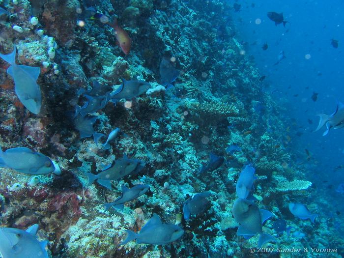 Roodtand trekkervissen, Odonus niger, Vilamendhoo huisrif noord, Ari atol