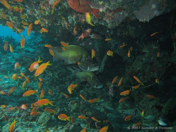 Harlekijn diklipvissen, Plectorhinchus chaetodontoides met rode vlaggebaarzen en rode soldatenvissen, Hammerhead reef, Ari atol
