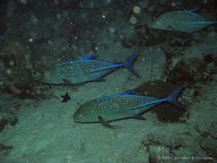 Blauwvin makrelen, Caranx melampygus, Vilamendhoo huisrif zuid, Ari atol