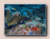 [Click to enlarge image]