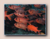 [Click to enlarge image]