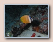 [Click to enlarge image]