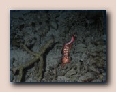 [Click to enlarge image]