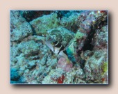 [Click to enlarge image]