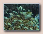 [Click to enlarge image]