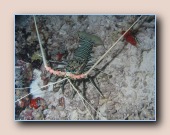 [Click to enlarge image]