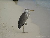 Blauwe reiger