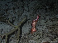 Platworm