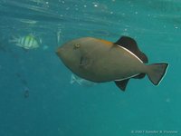 Indische trekkervis