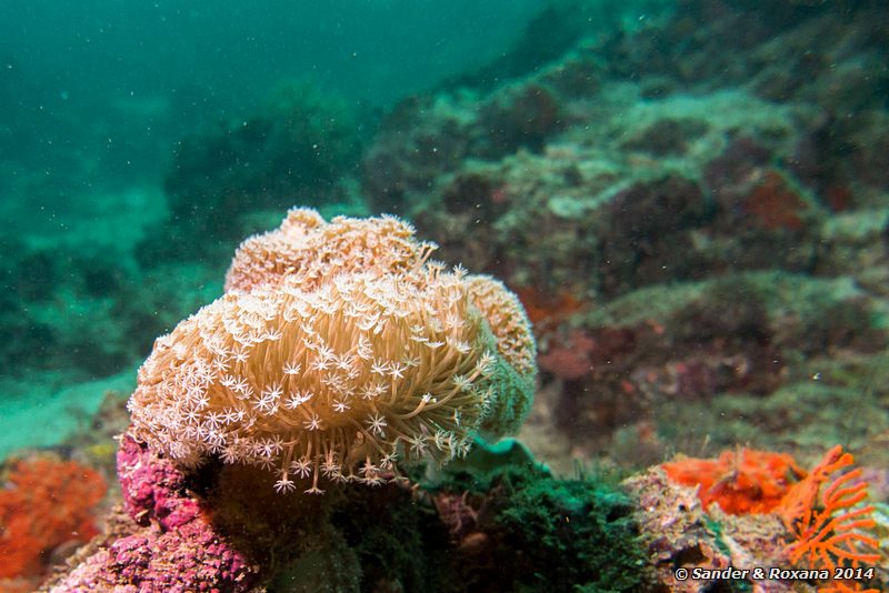 Soft coral, Stingray City, Pulau Mabul