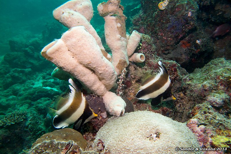 Pennant bannerfish (Heniochus chrysostomus), D-Wall, Pulau Mabul
