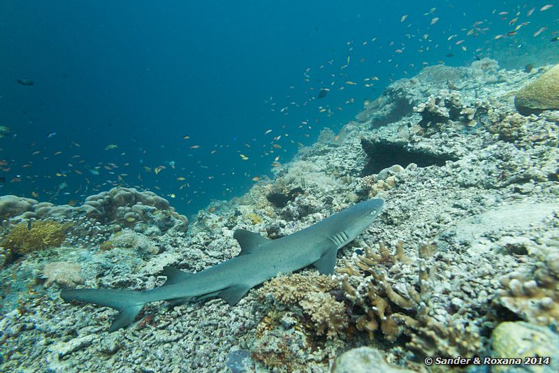 Whitetip reefshark (Triaenodon obesus), Barracuda Point, Pulau Sipadan