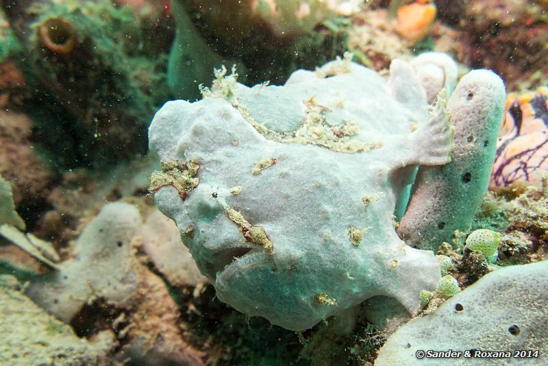 Giant frogfish (Antennarius commersoni), House Reef, Pulau Kapalai