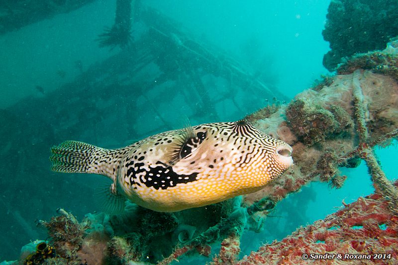 Map puffer (Arothron mappa), House Reef, Pulau Kapalai