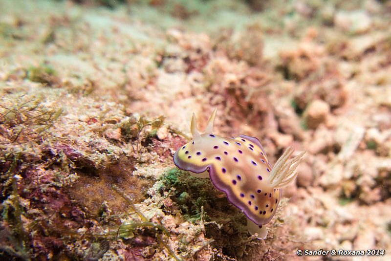 Twin chromodoris (Chromodoris geminus), Eel Garden, Pulau Mabul