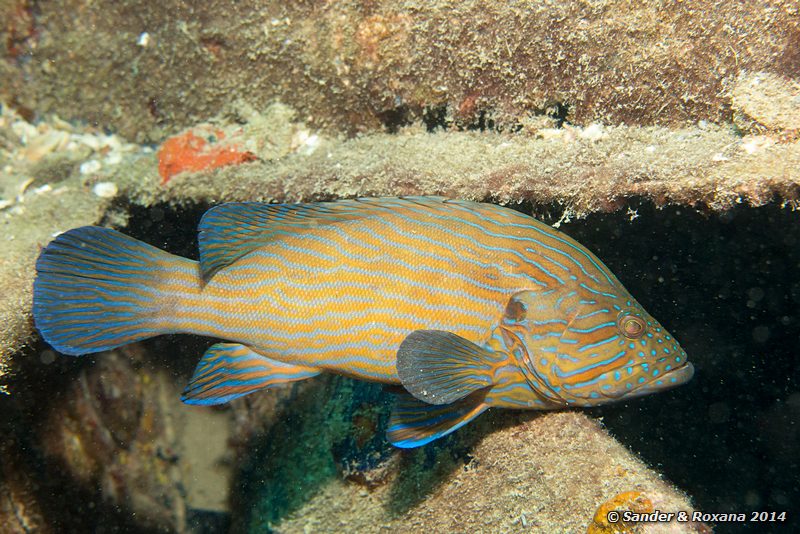 Bluelined grouper (Cephalopholis formosa), Police wreck, Perhentians