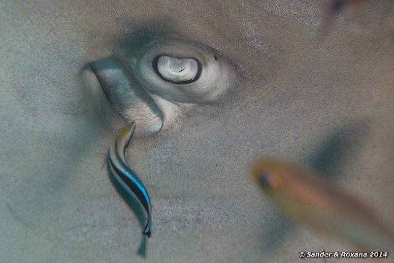 Tahitian stingray (Himantura fai) with bluestreak cleaner wrasse (Labroides dimidiatus), D'Lagoon, Perhentians