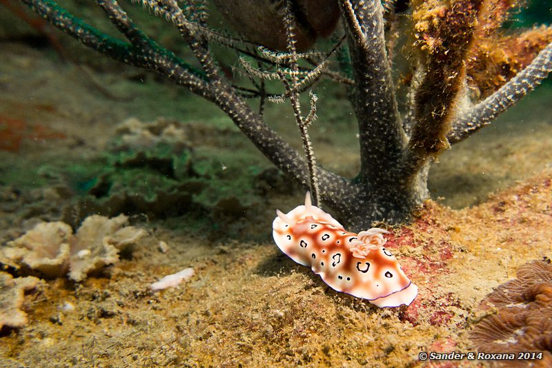 Leopard chromodoris (Chromodoris leopardus), Terumbu Tiga @ T3, Perhentians