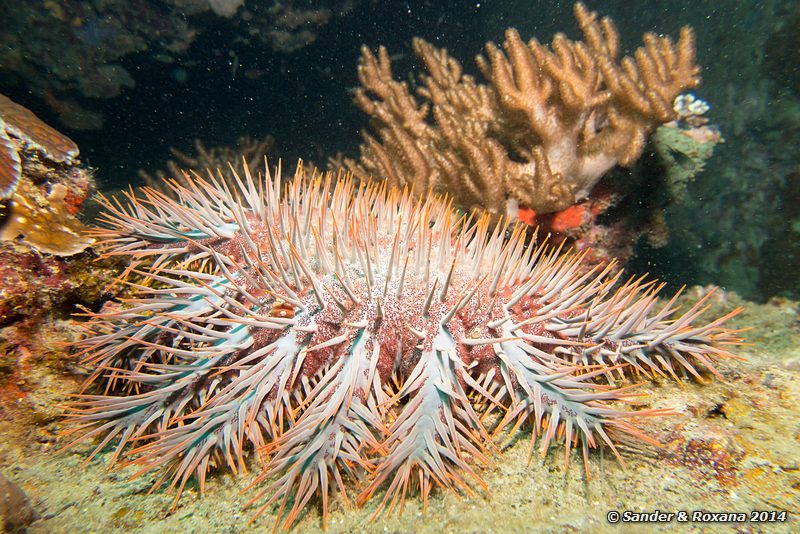 Crown-of-thorns sea star (Acanthaster planci), Terumbu Tiga @ T3, Perhentians
