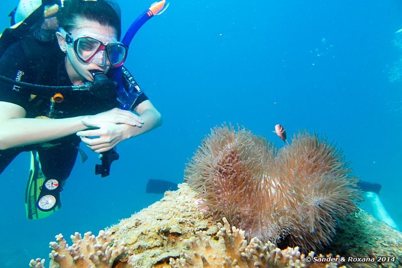 Pink anemonefish (Amphiprion perideraion), Small reef, Perhentians