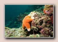 [Click to enlarge image]