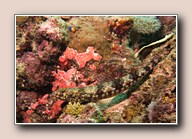 [Click to enlarge image]