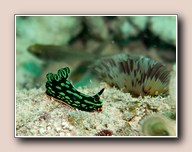 [Click to enlarge image]