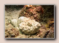 [Click to enlarge image]